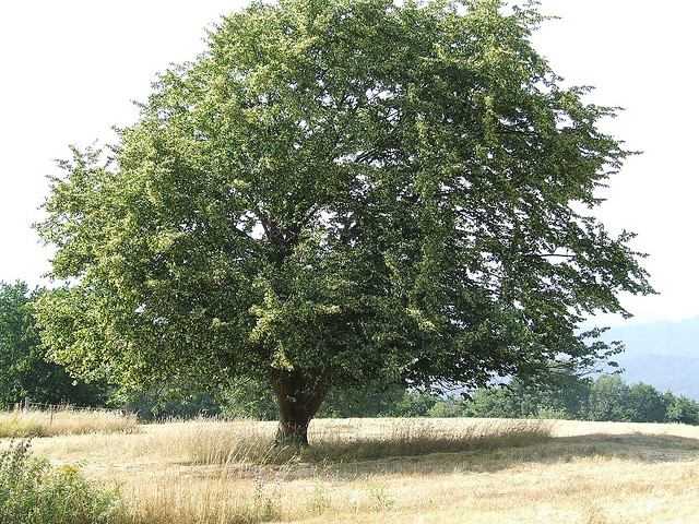 Tilia cordata